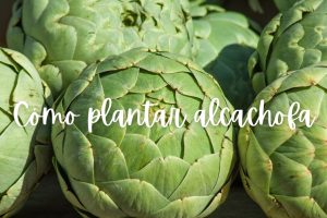 alcachofa-como-plantar-maceta.jpg