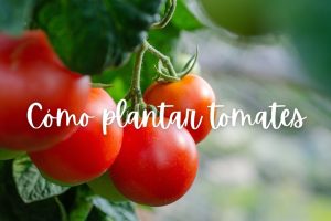 tomate-como-plantar-maceta.jpg