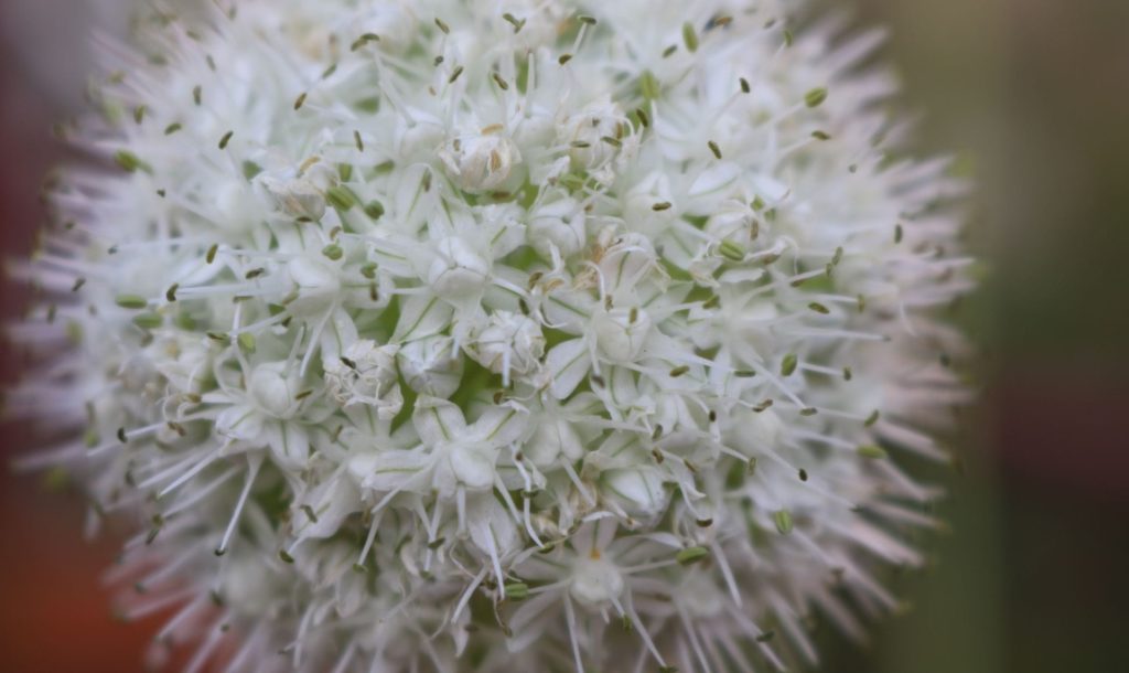 flor de ceba