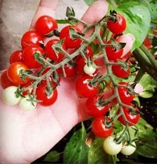 tomate-cherry-ramillete
