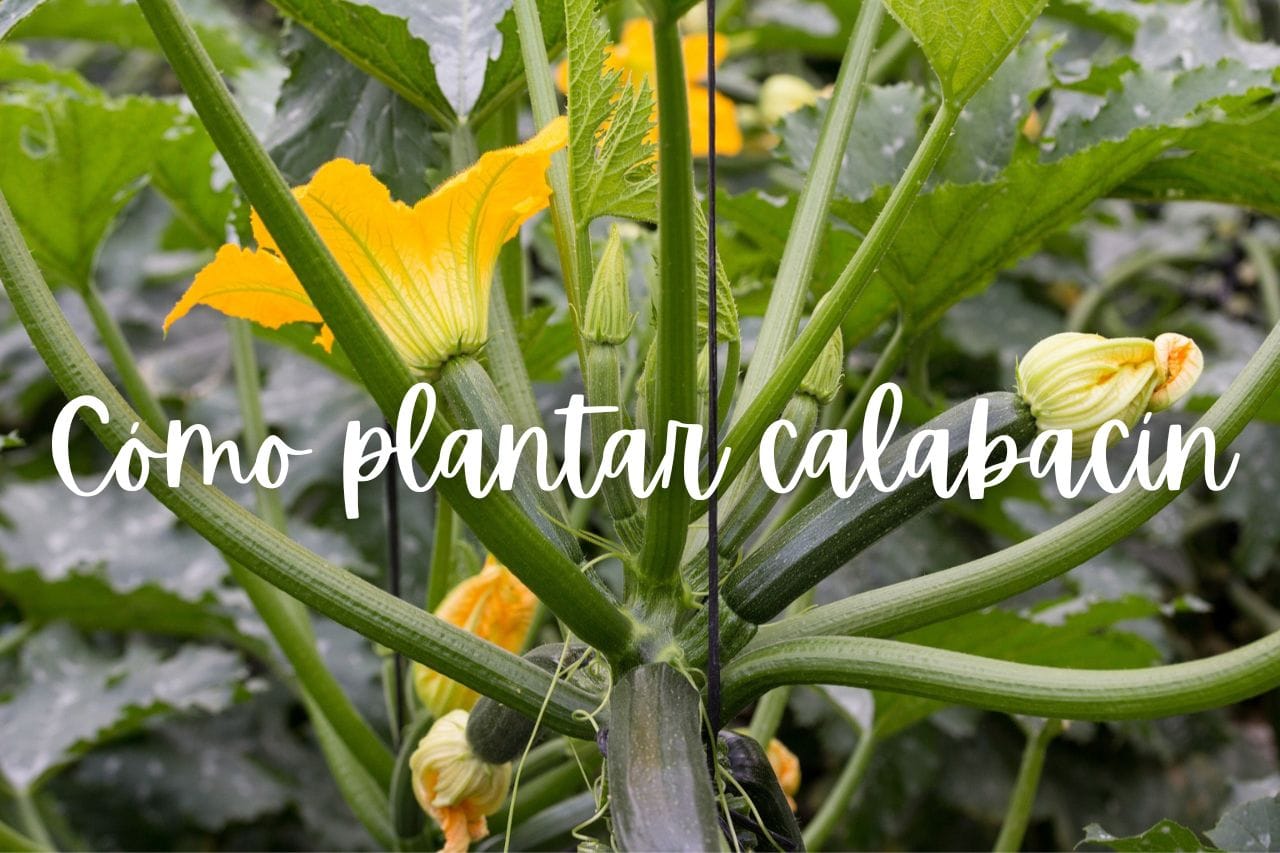 calabacin-como-plantar-maceta