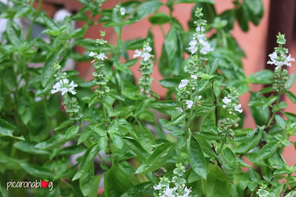 alfabrega italiana en flor