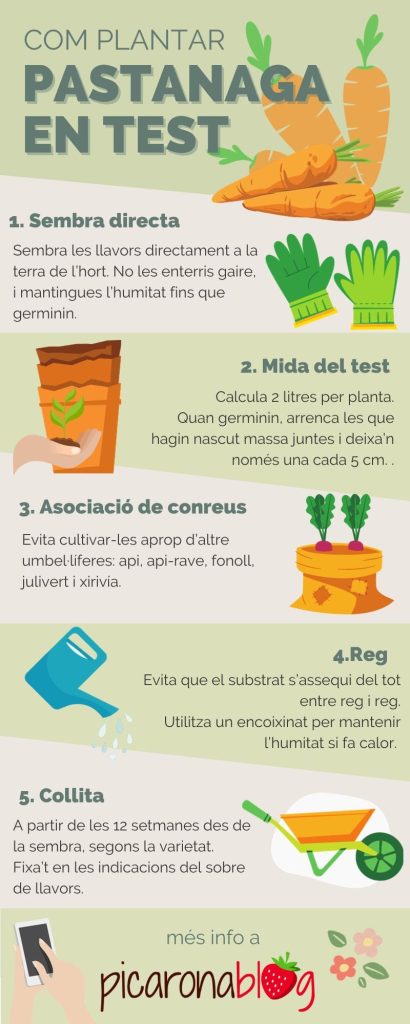 Infografia sobre com plantar pastanagues a casa