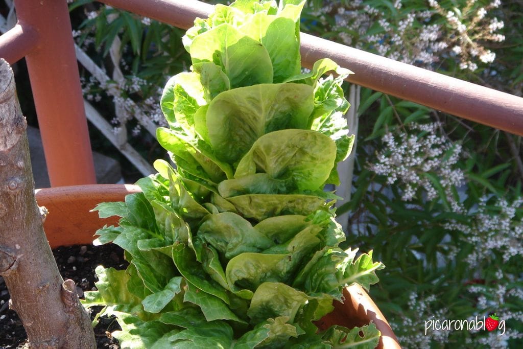 Lechuga espigada para formar semillas